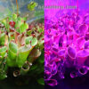 LED valaisin akvaarioon Aquascaping.
