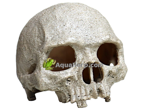 Pääkallo terraarioon Primate Skull.