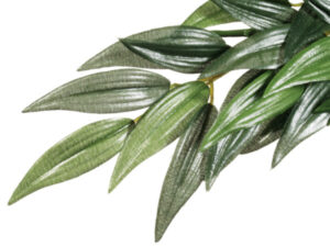 Terraario silkkikasvi Ruscus.