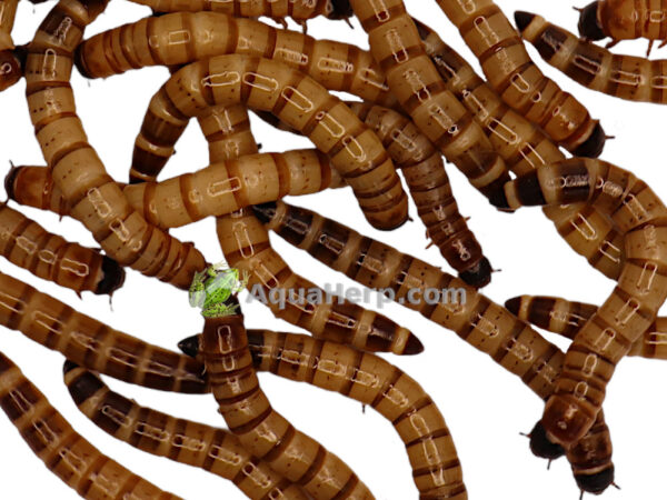 Jättijauhomato eli Superworm.