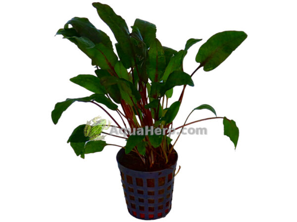 Cryptocoryne bullosa (Melalehti)
