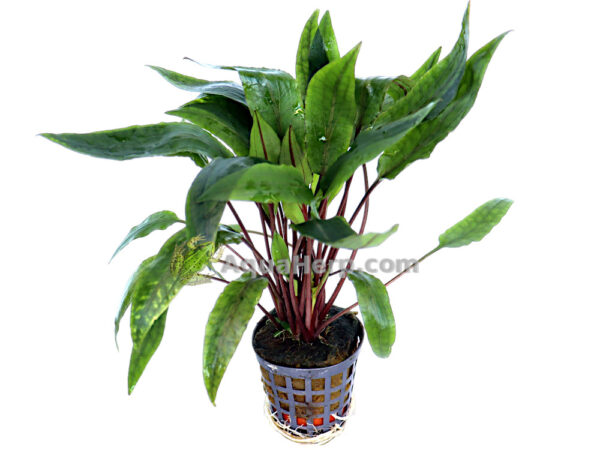 Cryptocoryne undulatus “Kasselman” (Melalehti)