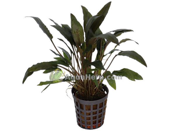 Cryptocoryne wendtii “Brown” (Ruskomelalehti)