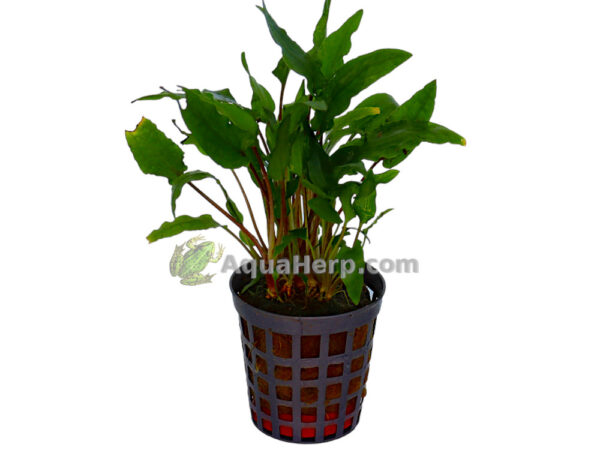 Cryptocoryne wendtii “Green” (Ruskomelalehti)