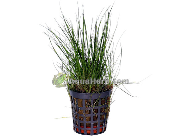 Eleocharis acicularis (Neulaheinä / Hapsiluikka)