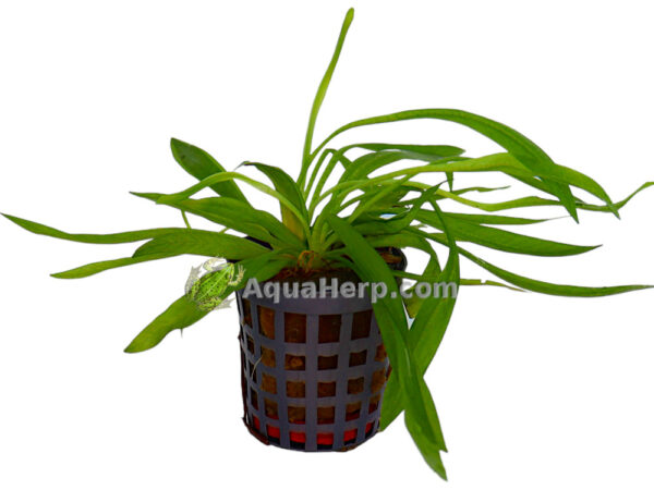 Helanthium bolivianum (Sirosuokki)