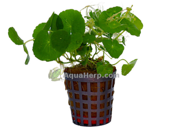 Hydrocotyle leucocephala - Konnanputki