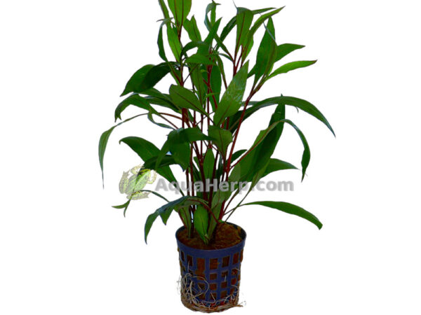 Hygrophila corymbosa “Thailand” (Jättivesitähdikki)