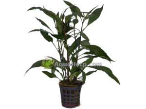 Hygrophila guanensis (Amerikanvesitähdikki)