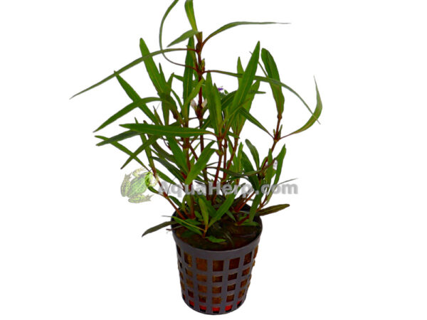 Hygrophila lancea (Vesitähdikki)