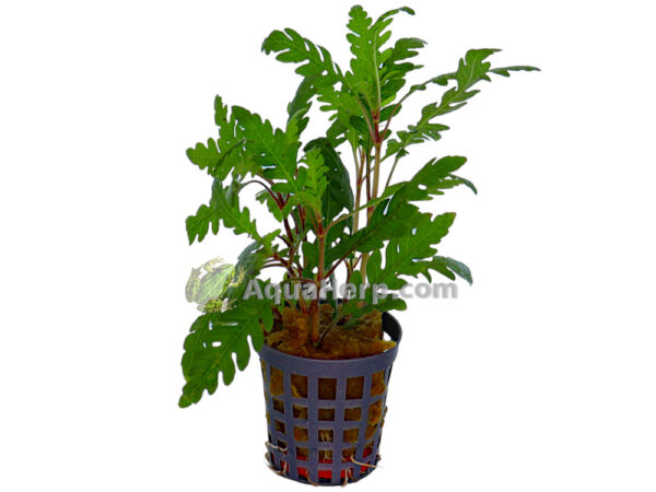 Hygrophila pinnatifida (Sulkavesitähdikki)