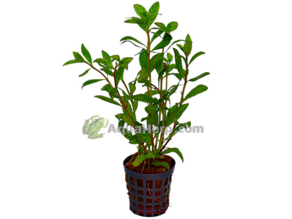 Hygrophila rosea australis (Vesitähdikki)
