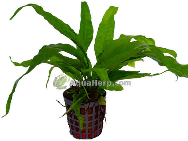 Microsorum pteropus “Greens” (Jaavansaniainen)