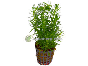 Pogostemon erectus (Pystypatsuli)