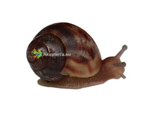 Jättiläiskotilo / Akaattikotilo (Achatina fulica) / 10kpl