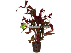 Alternanthera cardinalis (Papukaijalehti)