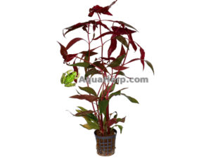 Alternanthera cardinalis “Variegata” (Papukaijalehti)