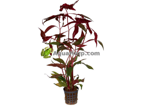 Alternanthera cardinalis “Variegata” (Papukaijalehti)