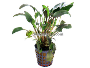 Cryptocoryne walkeri (Melalehti)