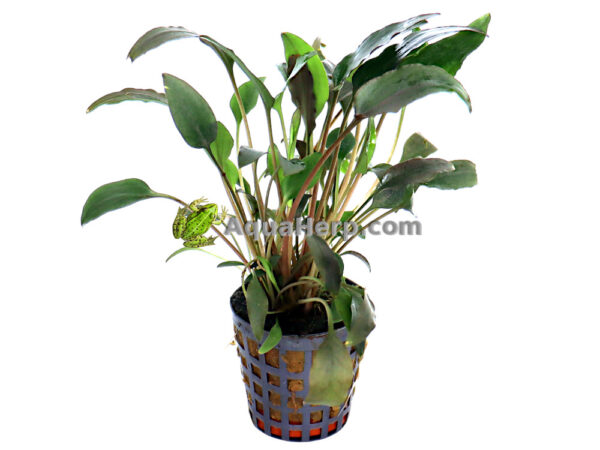 Cryptocoryne walkeri (Melalehti)