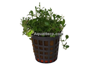 Glossostigma elatinoides (Kääpiökieli)