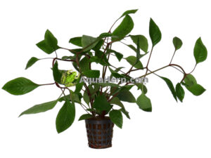 Hygrophila corymbosa (Jättivesitähdikki)