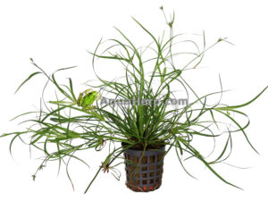 Juncus repens (Vihvilä)