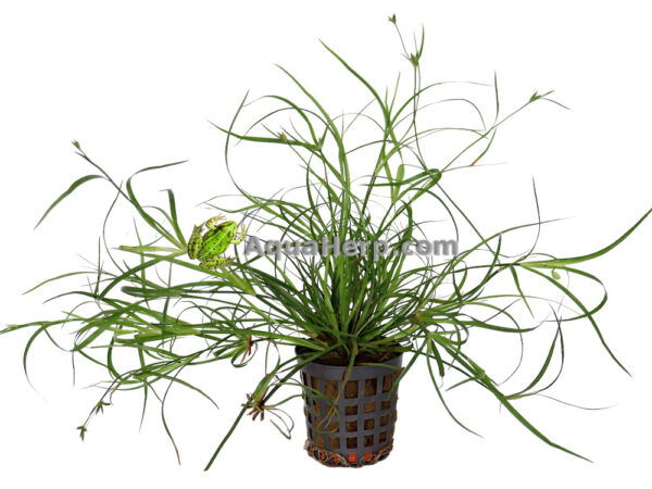 Juncus repens (Vihvilä)
