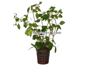 Ludwigia palustris “Red” (Rusolehti)