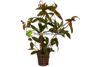 Ludwigia peruviana (Rusolehti)