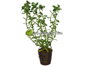 Rotala indica (Rotala)