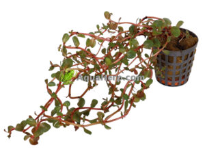 Rotala sp. “Orange Juice” (Rotala)