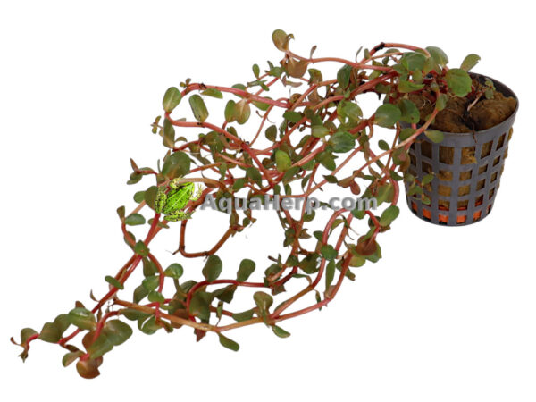 Rotala sp. “Orange Juice” (Rotala)