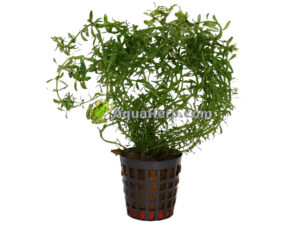 Rotala wallichii (Hapsurotala)