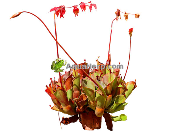 Heliamphora heterodoxa x minor (Aurinkokannu) - Image 2