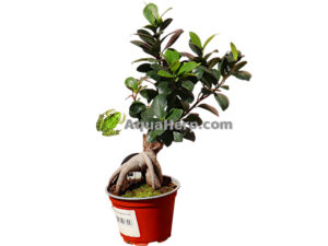 Ficus microcarpa “Ginseng” (Varjoviikuna)