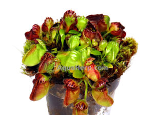 Cephalotus follicularis (Australian kannukasvi)