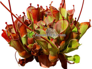 Heliamphora heterodoxa x minor (Aurinkokannu)