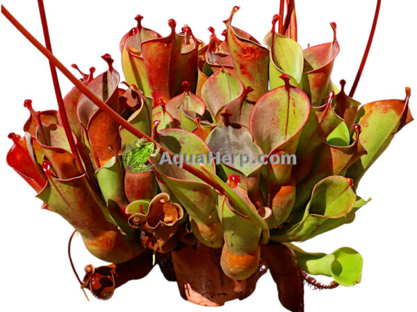 Heliamphora heterodoxa x minor (Aurinkokannu)