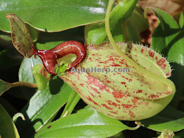 Nepenthes hookeriana (Kannukasvi) - Image 3