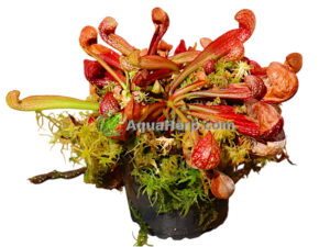 Sarracenia psittagina (Tötterölehti)