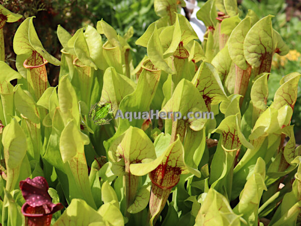 Sarracenia xcatesbaei (Tötterölehti) - Image 2