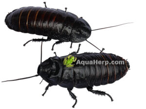 Madagaskarin sihisevä torakka (Gromphadorhina portentosa)