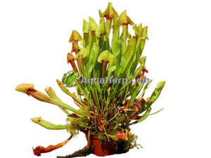 Sarracenia xcatesbaei (Tötterölehti)