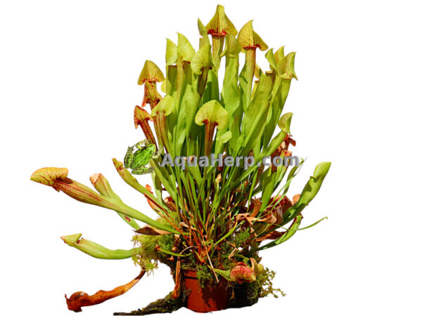 Sarracenia xcatesbaei (Tötterölehti)