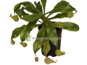 Nepenthes hookeriana (Kannukasvi)