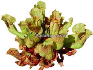 Sarracenia purpurea venosa (Tötterölehti)