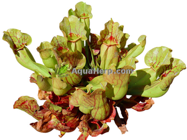 Sarracenia purpurea venosa (Tötterölehti)