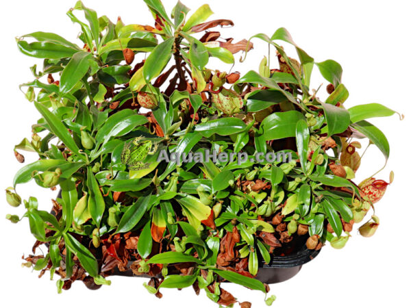 Nepenthes hookeriana (Kannukasvi) - Image 2