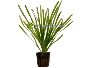Akvaariokasvi vallisneria.